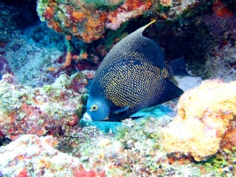 Young French Angelfish IMG 9195